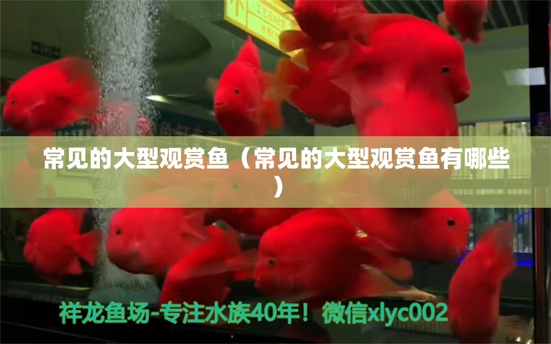 常見的大型觀賞魚（常見的大型觀賞魚有哪些） 委內(nèi)瑞拉奧里諾三間魚