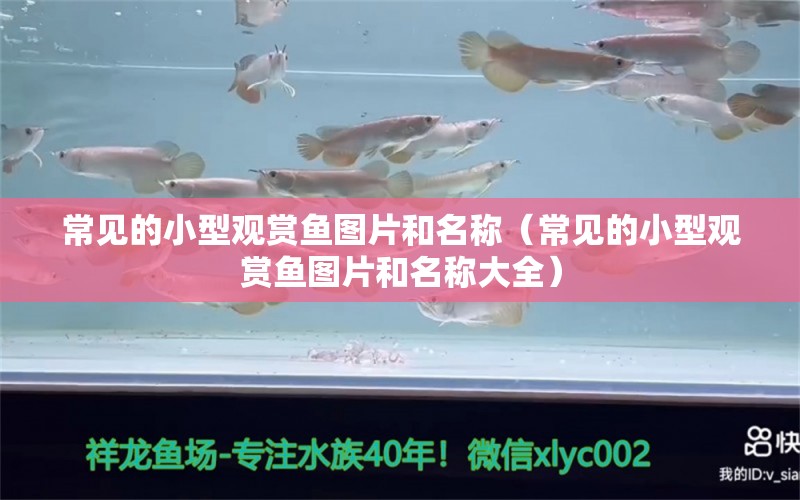 常見的小型觀賞魚圖片和名稱（常見的小型觀賞魚圖片和名稱大全）