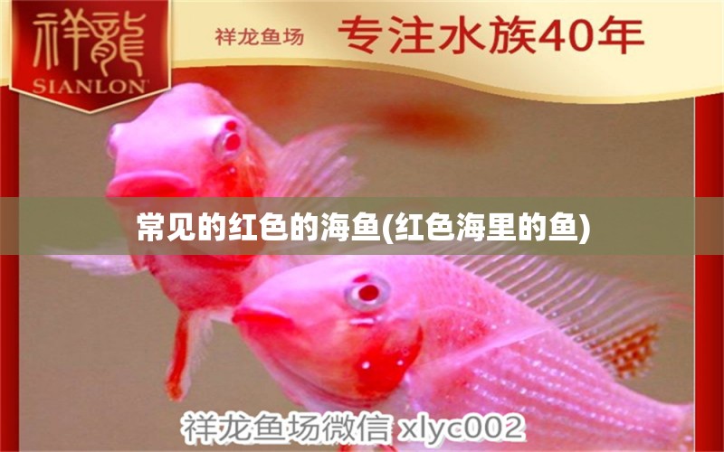 常見(jiàn)的紅色的海魚(yú)(紅色海里的魚(yú)) 賽級(jí)紅龍魚(yú)