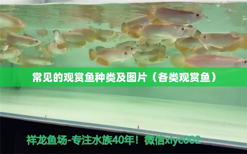 常見的觀賞魚種類及圖片（各類觀賞魚） 藍帆三間魚