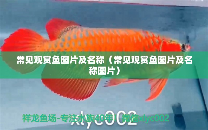 常見觀賞魚圖片及名稱（常見觀賞魚圖片及名稱圖片）