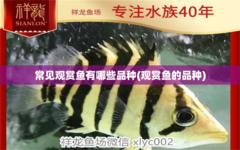 常見觀賞魚有哪些品種(觀賞魚的品種) 狗仔招財(cái)貓魚