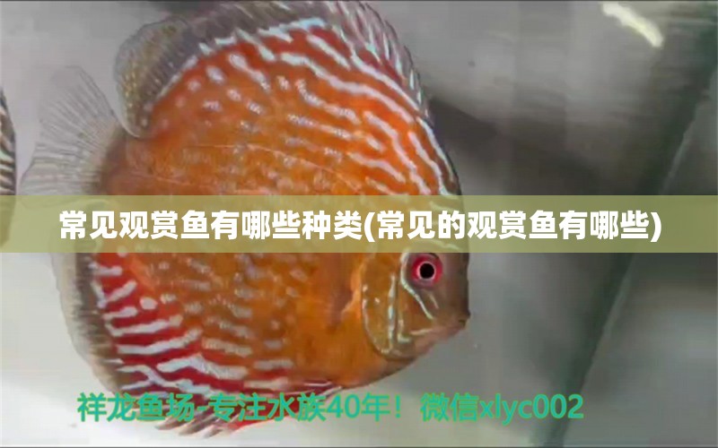 常見觀賞魚有哪些種類(常見的觀賞魚有哪些) 泰國斗魚