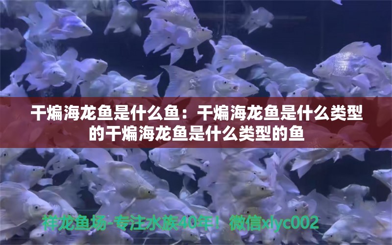 干煸海龍魚是什么魚：干煸海龍魚是什么類型的干煸海龍魚是什么類型的魚 水族問答 第1張