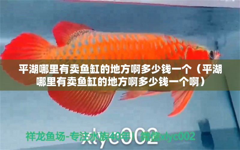 平湖哪里有賣魚缸的地方啊多少錢一個（平湖哪里有賣魚缸的地方啊多少錢一個?。? title=