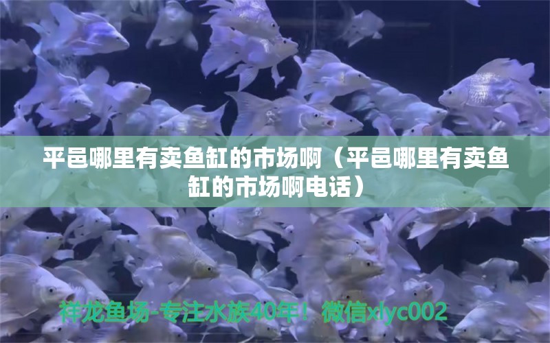 平邑哪里有賣魚缸的市場啊（平邑哪里有賣魚缸的市場啊電話） 祥龍水族醫(yī)院