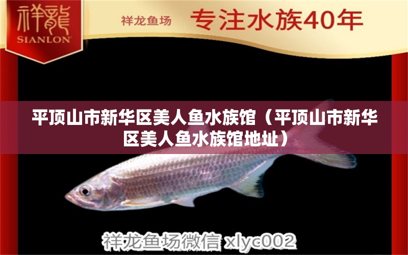 平頂山市新華區(qū)美人魚水族館（平頂山市新華區(qū)美人魚水族館地址）