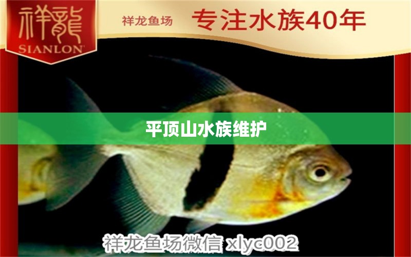 平頂山水族維護(hù)