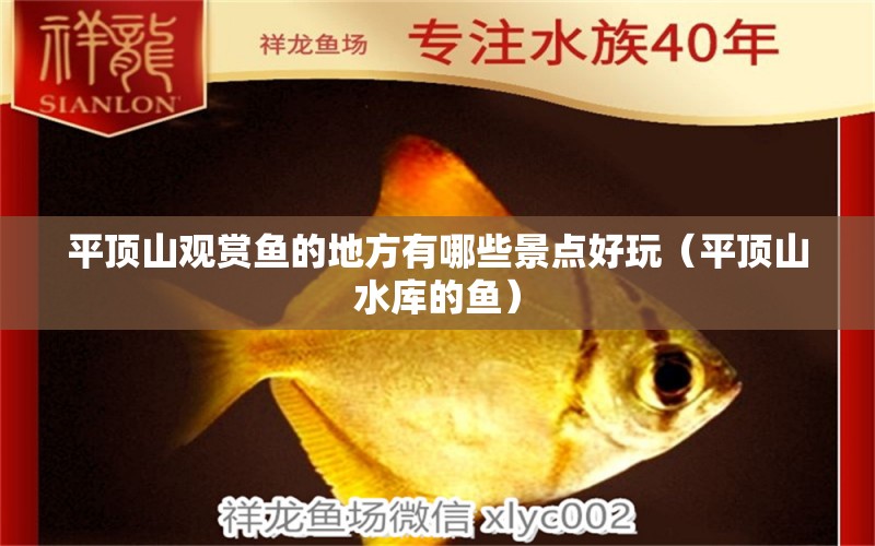 平頂山觀賞魚的地方有哪些景點(diǎn)好玩（平頂山水庫的魚）