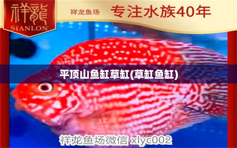 平頂山魚缸草缸(草缸魚缸) 紅頭利魚