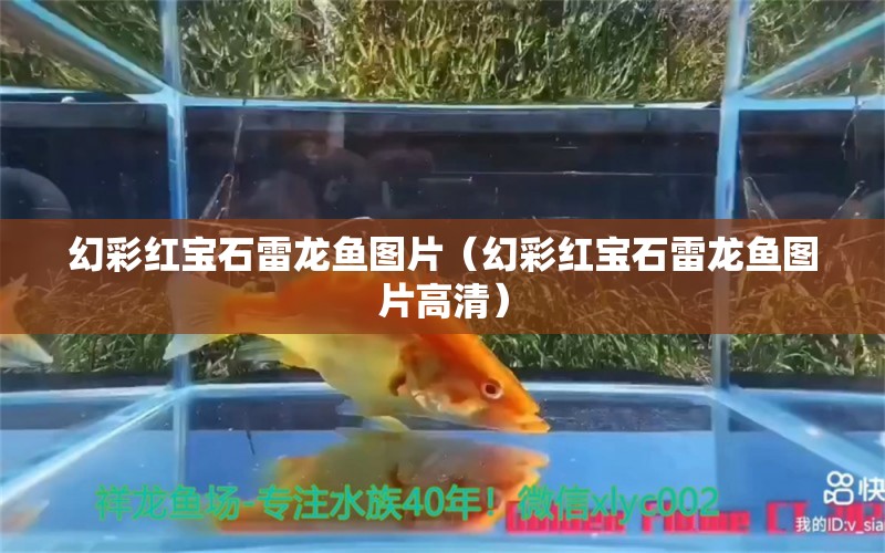 幻彩紅寶石雷龍魚圖片（幻彩紅寶石雷龍魚圖片高清） 帝王迷宮魚