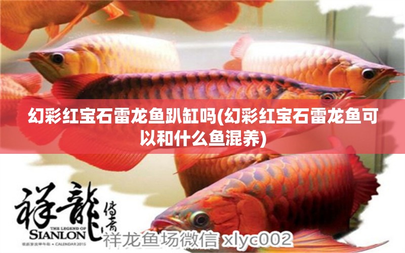 幻彩紅寶石雷龍魚趴缸嗎(幻彩紅寶石雷龍魚可以和什么魚混養(yǎng)) 檸檬鯽