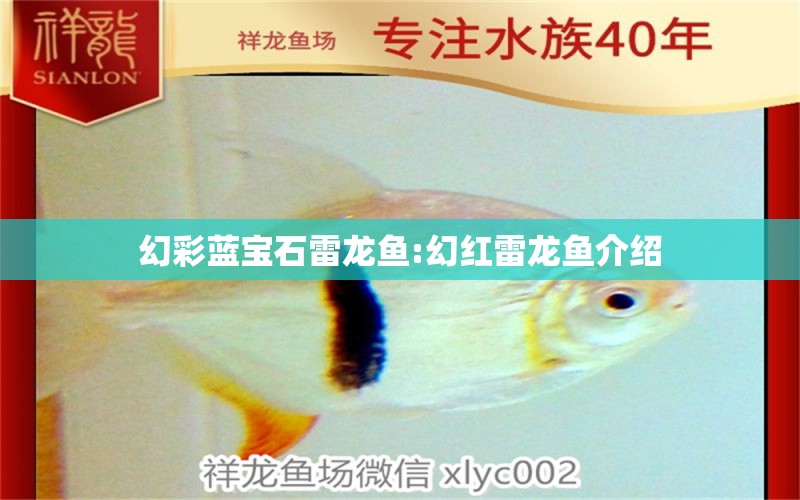 幻彩藍(lán)寶石雷龍魚:幻紅雷龍魚介紹