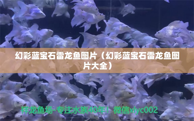 幻彩藍(lán)寶石雷龍魚圖片（幻彩藍(lán)寶石雷龍魚圖片大全）