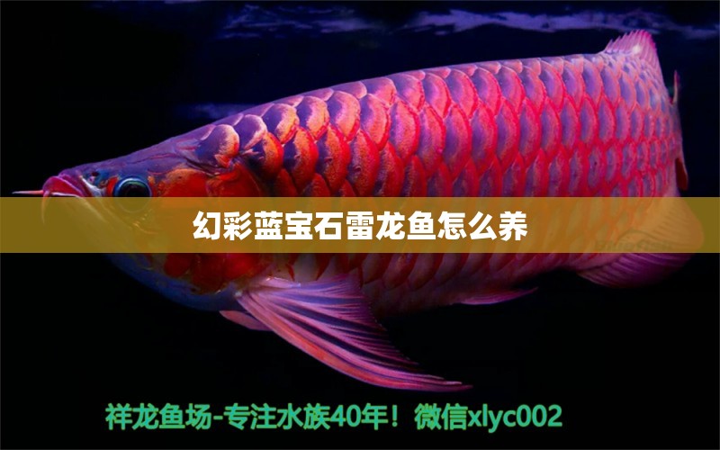 幻彩藍(lán)寶石雷龍魚怎么養(yǎng)