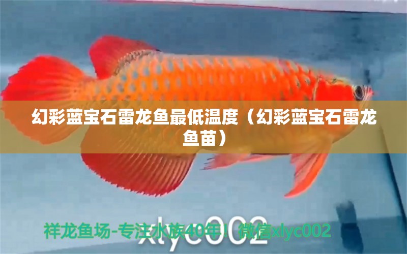 幻彩藍(lán)寶石雷龍魚(yú)最低溫度（幻彩藍(lán)寶石雷龍魚(yú)苗）