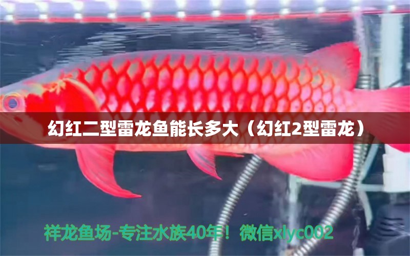 幻紅二型雷龍魚能長多大（幻紅2型雷龍） 祥龍水族醫(yī)院