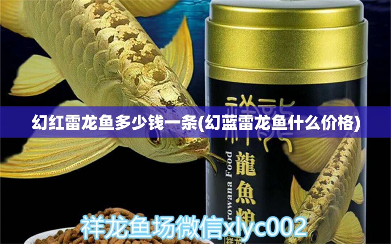 幻紅雷龍魚多少錢一條(幻藍雷龍魚什么價格) PH調(diào)節(jié)劑