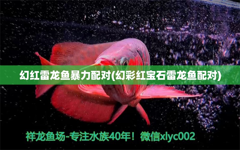 幻紅雷龍魚暴力配對(duì)(幻彩紅寶石雷龍魚配對(duì))