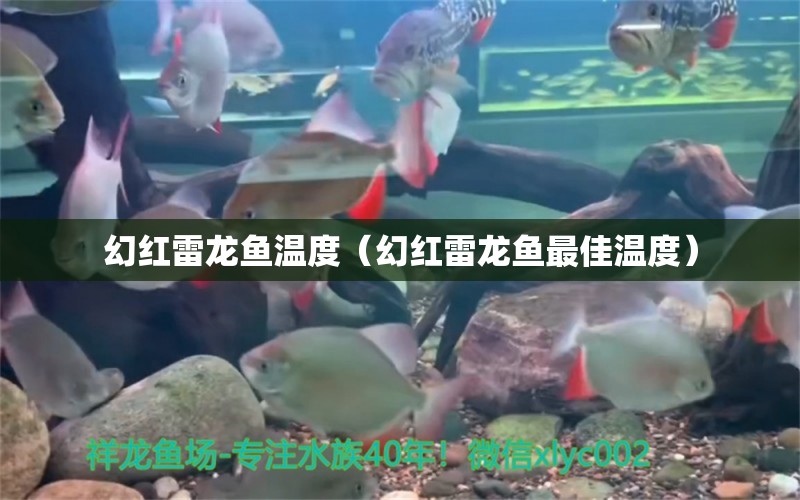 幻紅雷龍魚溫度（幻紅雷龍魚最佳溫度） 祥龍水族醫(yī)院