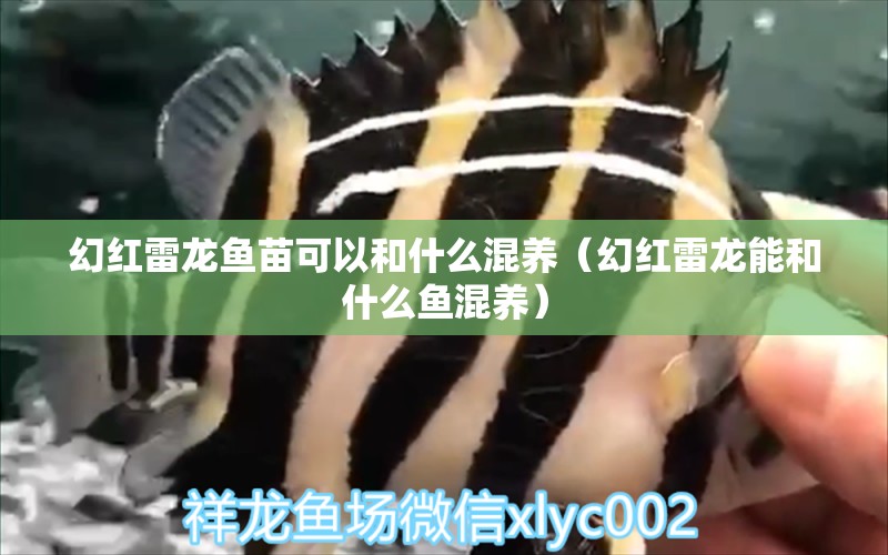 幻紅雷龍魚(yú)苗可以和什么混養(yǎng)（幻紅雷龍能和什么魚(yú)混養(yǎng)）