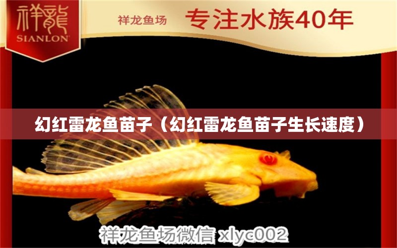 幻紅雷龍魚苗子（幻紅雷龍魚苗子生長速度） 金龍魚糧