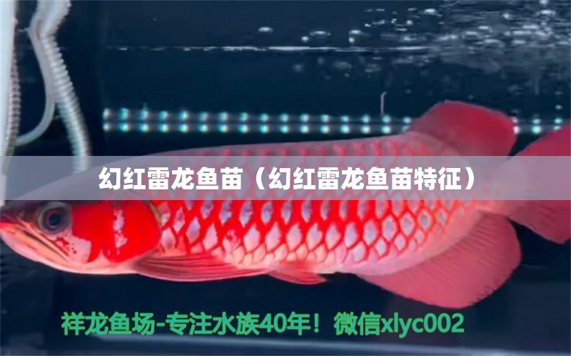 幻紅雷龍魚(yú)苗（幻紅雷龍魚(yú)苗特征） 祥龍水族醫(yī)院