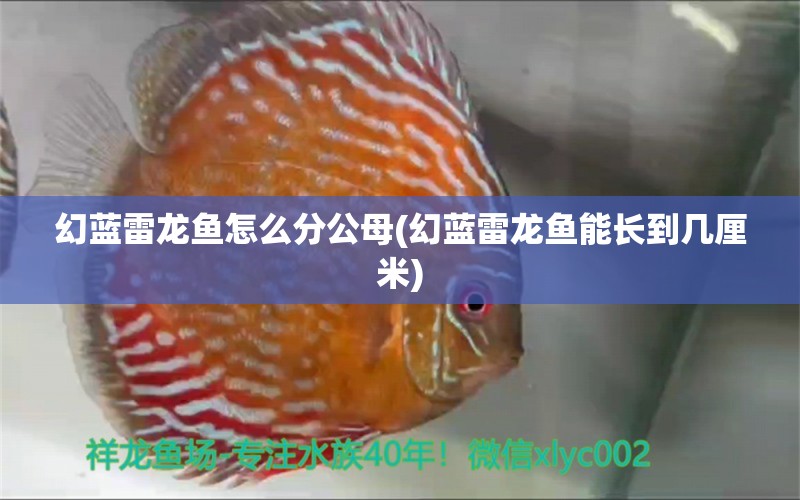 幻藍雷龍魚怎么分公母(幻藍雷龍魚能長到幾厘米) 魚缸清潔用具