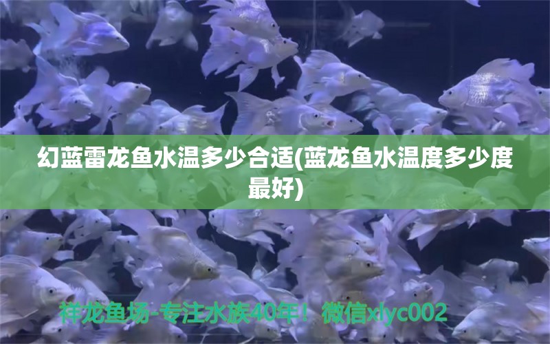 幻藍(lán)雷龍魚水溫多少合適(藍(lán)龍魚水溫度多少度最好) 飛鳳魚苗