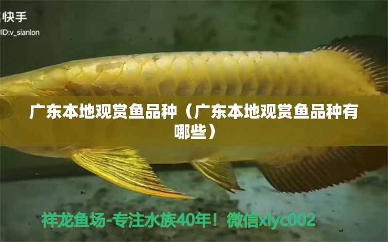 廣東本地觀賞魚品種（廣東本地觀賞魚品種有哪些）