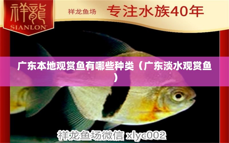 廣東本地觀賞魚(yú)有哪些種類（廣東淡水觀賞魚(yú)） 帝王迷宮