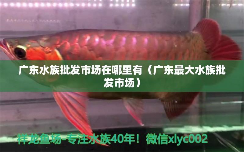 廣東水族批發(fā)市場(chǎng)在哪里有（廣東最大水族批發(fā)市場(chǎng)）