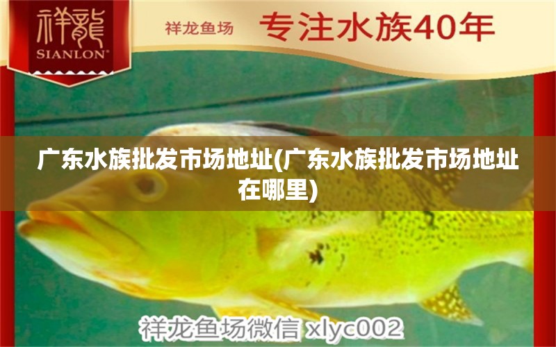 廣東水族批發(fā)市場地址(廣東水族批發(fā)市場地址在哪里) 觀賞魚水族批發(fā)市場