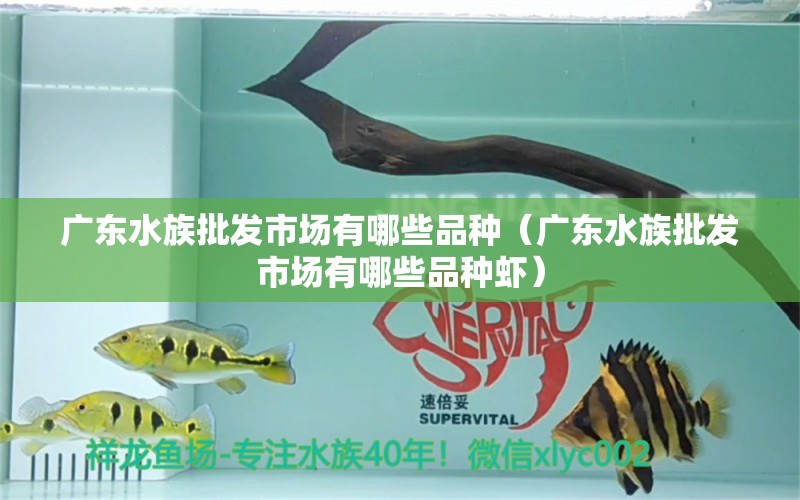 廣東水族批發(fā)市場有哪些品種（廣東水族批發(fā)市場有哪些品種蝦） 觀賞魚水族批發(fā)市場