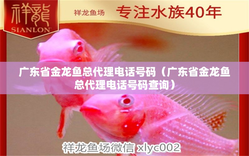 廣東省金龍魚總代理電話號碼（廣東省金龍魚總代理電話號碼查詢）