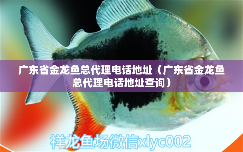 廣東省金龍魚(yú)總代理電話地址（廣東省金龍魚(yú)總代理電話地址查詢）