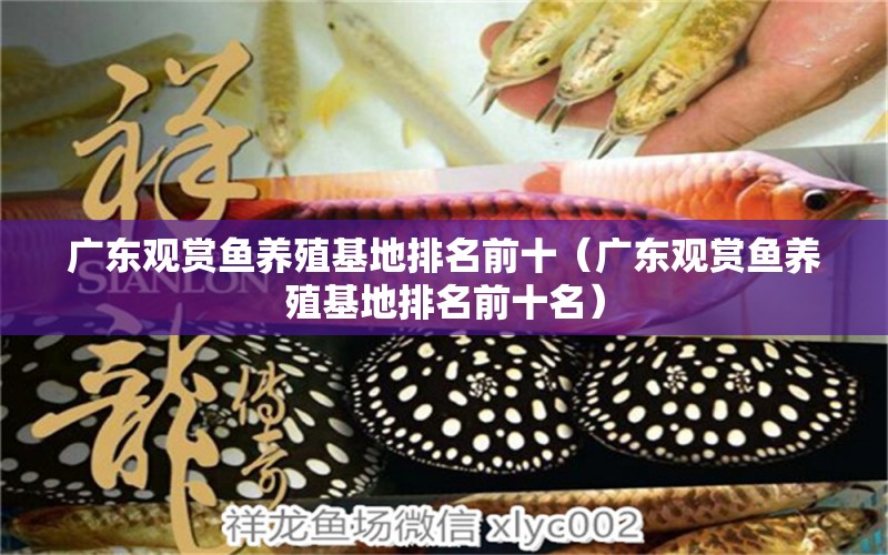 廣東觀賞魚養(yǎng)殖基地排名前十（廣東觀賞魚養(yǎng)殖基地排名前十名）