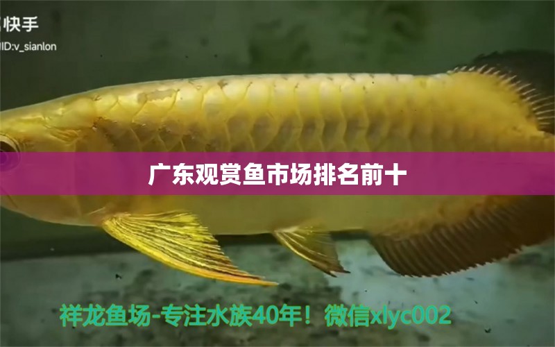 廣東觀賞魚市場排名前十