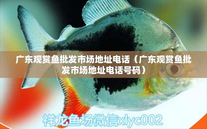 廣東觀賞魚批發(fā)市場(chǎng)地址電話（廣東觀賞魚批發(fā)市場(chǎng)地址電話號(hào)碼）