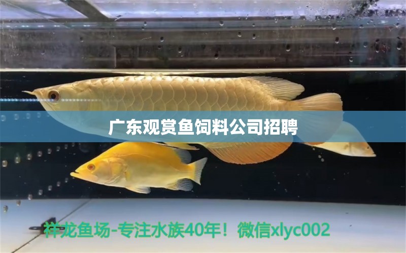 廣東觀賞魚飼料公司招聘