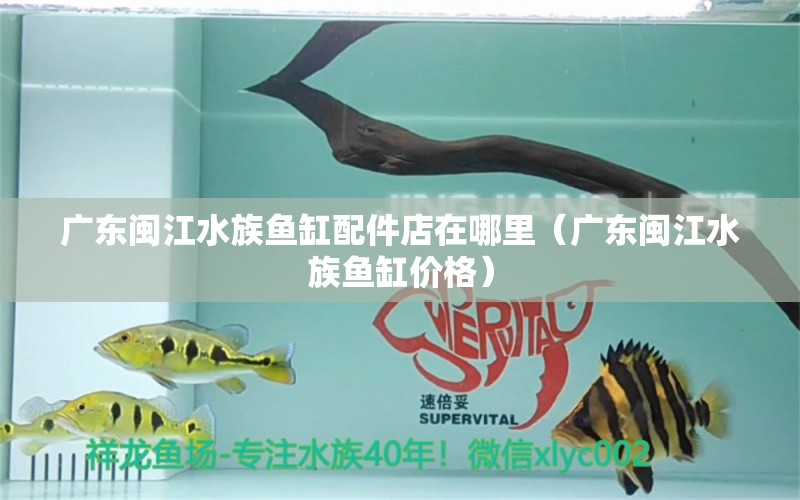 廣東閩江水族魚缸配件店在哪里（廣東閩江水族魚缸價格） 龍魚疾病與治療