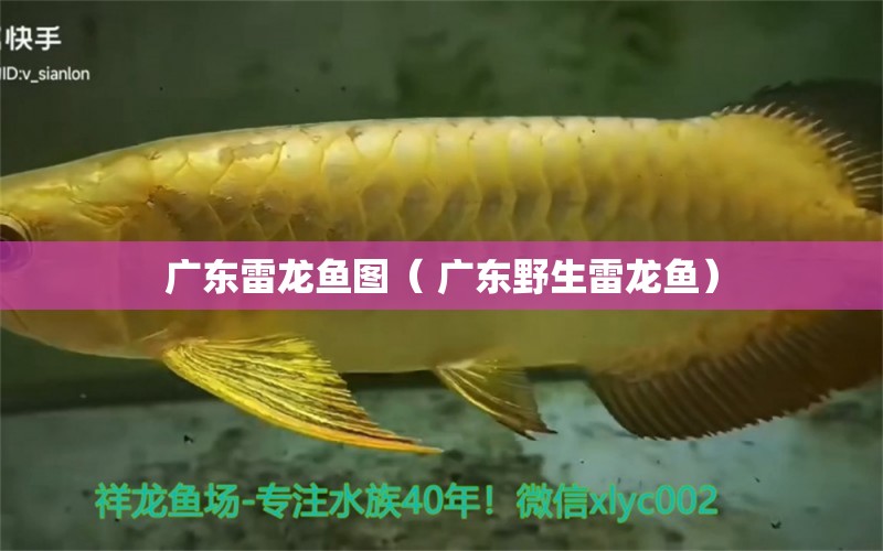 廣東雷龍魚圖（ 廣東野生雷龍魚） 南美異型魚 第1張