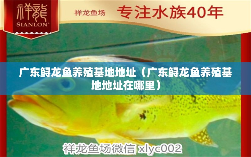 廣東鱘龍魚養(yǎng)殖基地地址（廣東鱘龍魚養(yǎng)殖基地地址在哪里）