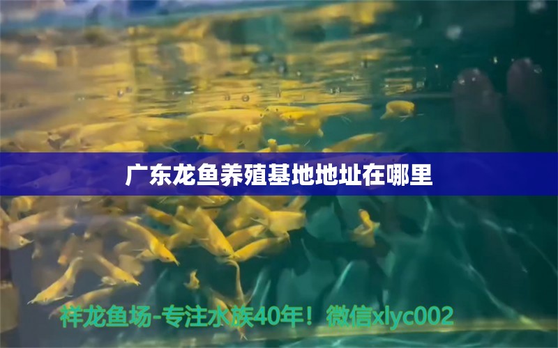 廣東龍魚養(yǎng)殖基地地址在哪里