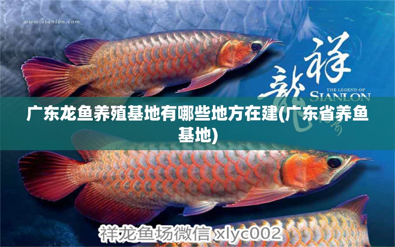 廣東龍魚養(yǎng)殖基地有哪些地方在建(廣東省養(yǎng)魚基地) 帝王血鉆