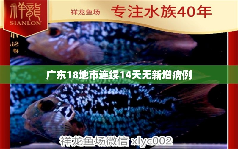 廣東18地市連續(xù)14天無新增病例 龍魚疾病與治療