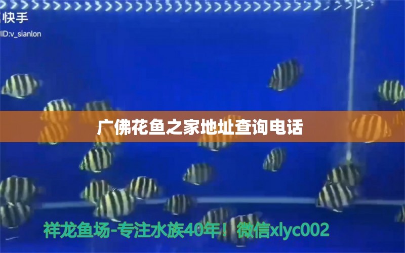 廣佛花魚(yú)之家地址查詢電話  綠皮辣椒小紅龍