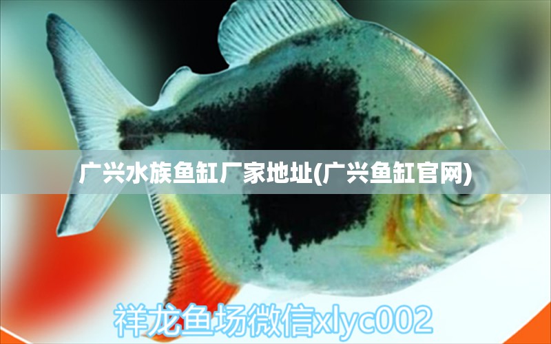 廣興水族魚缸廠家地址(廣興魚缸官網) 蝴蝶鯉