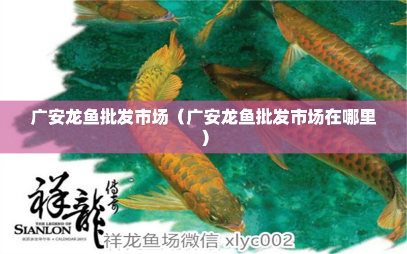 廣安龍魚批發(fā)市場（廣安龍魚批發(fā)市場在哪里） 龍魚批發(fā)