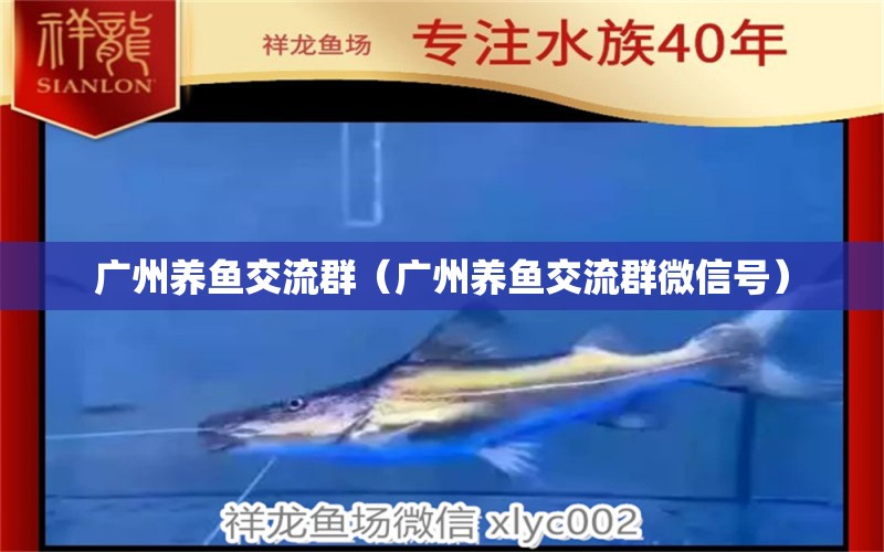 廣州養(yǎng)魚交流群（廣州養(yǎng)魚交流群微信號） 觀賞魚